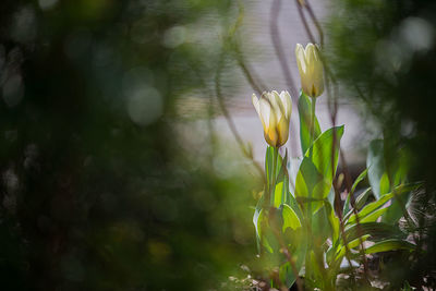 Close-up of plant