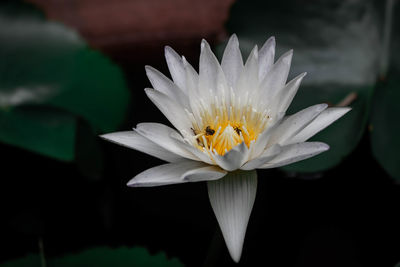 Close-up of lotus water lily in pond