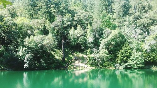 Scenic view of lake in forest