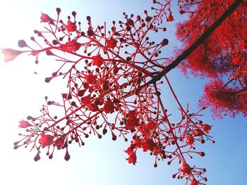 Low angle view of red flowering tree against sky