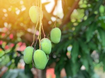 Close-up of fruits hanging on tree