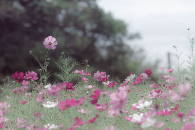 Close-up of pink flowering plant on field