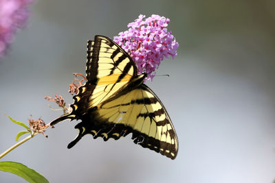 Close-up of butterfly pollinating on pink flower