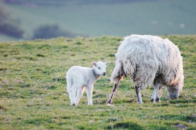 Sheep in a field