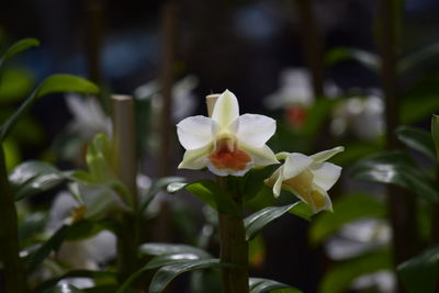 Close-up of white flowering plant