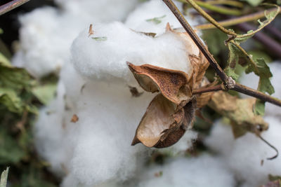 Close-up of dry leaves on tree during winter