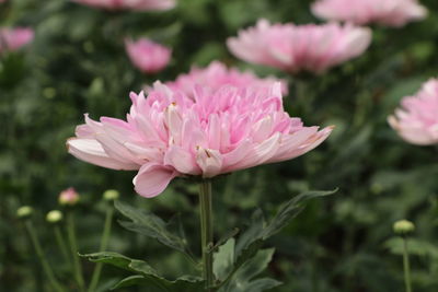 Close-up of pink flower