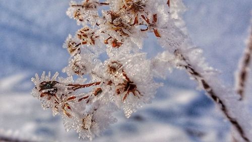 Close-up of frozen plant