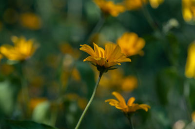 Close-up of yellow flowering plant