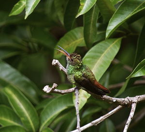 Close-up of bird perching on tree