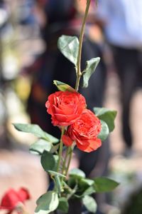 Close-up of red rose