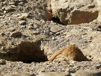 View of lizard on rock