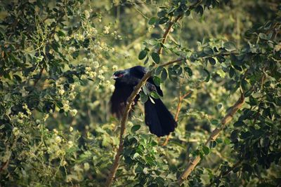 Bird perching on a tree