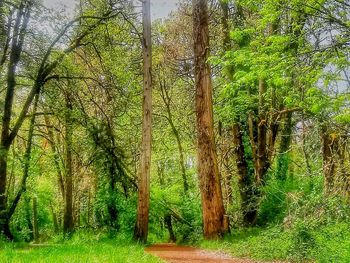 Trees growing in forest