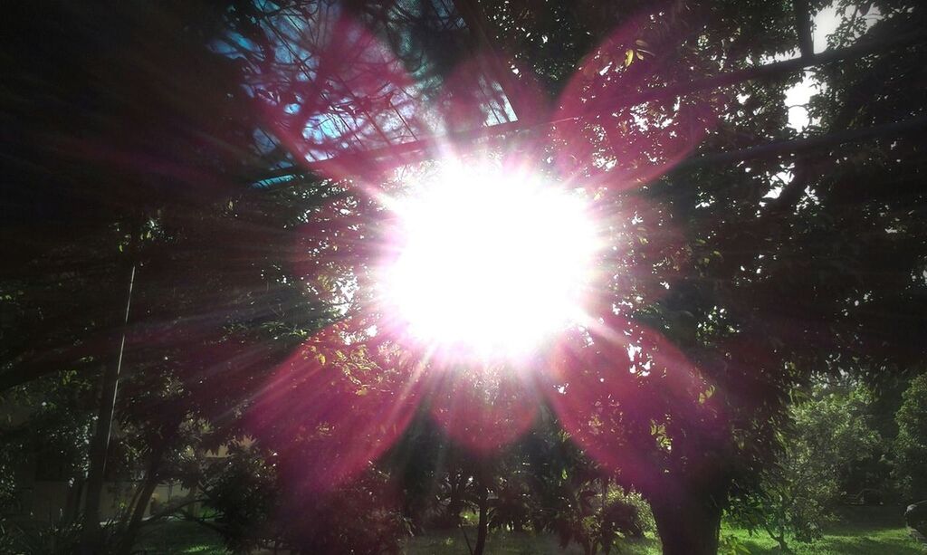 tree, sun, sunbeam, sunlight, lens flare, low angle view, growth, bright, nature, beauty in nature, sunny, branch, tranquility, back lit, day, outdoors, streaming, forest, sky, shiny