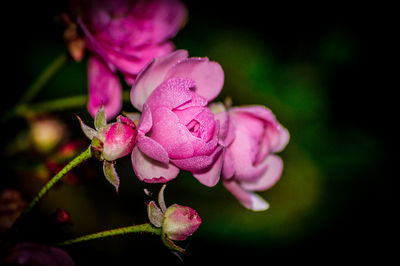 Close-up of pink flowers