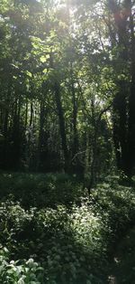 Trees in forest