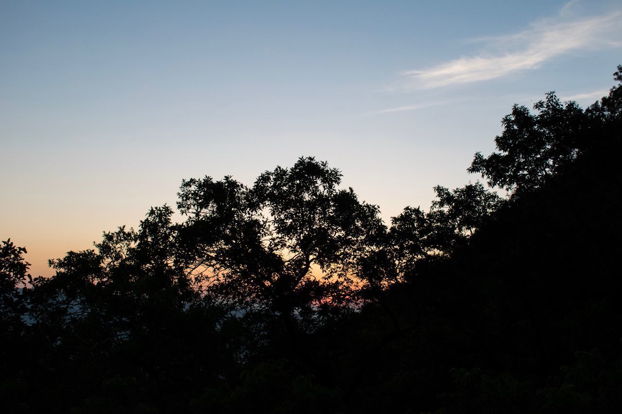 LOW ANGLE VIEW OF SILHOUETTE TREES AGAINST SKY