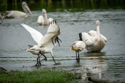 Flock of birds in lake