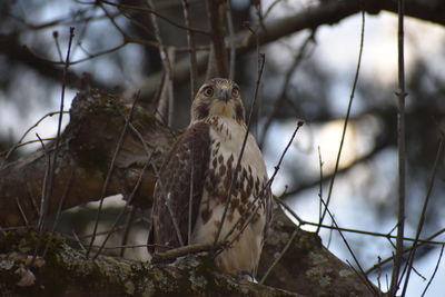 Hawk perching on a branch