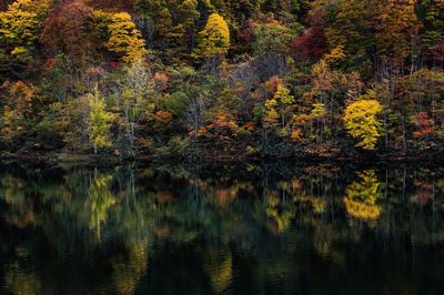 Reflection of trees in lake