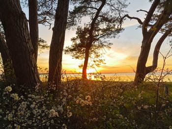 Trees by sea against sky during sunset