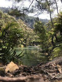 Scenic view of lake amidst trees in forest