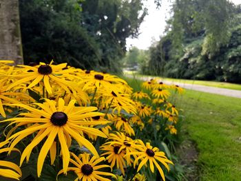 Yellow flowers blooming in park