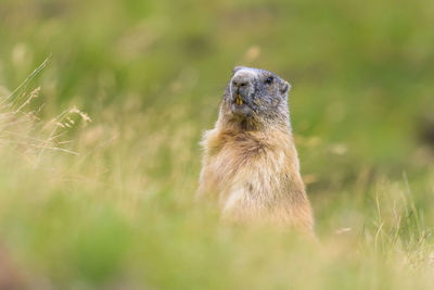 View of an animal on field