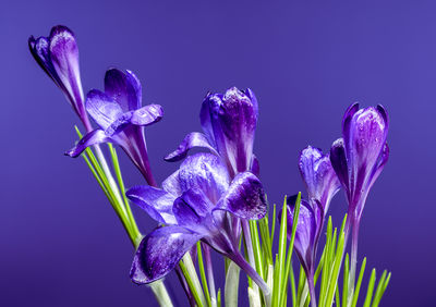 purple