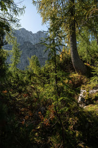 Trees and plants growing on land