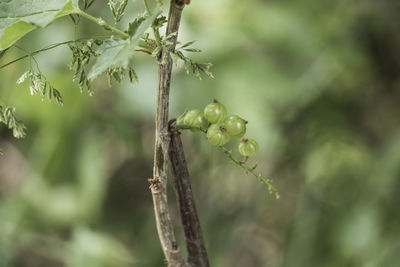 Red currant close-up, fruit macro, green color