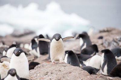 Penguins on rocky shore at beach