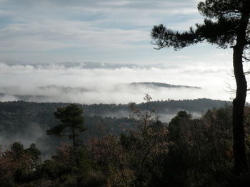 Trees in forest against sky