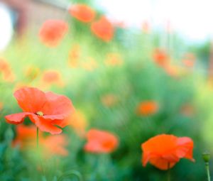 Close-up of orange poppy blooming outdoors