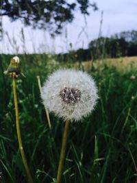 dandelion