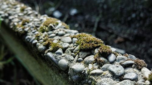 Close-up of lizard on rock