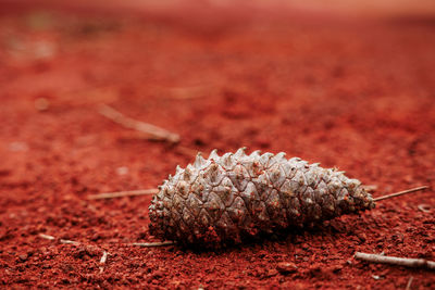 Close-up of plant