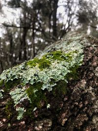 Close-up of moss growing on tree trunk