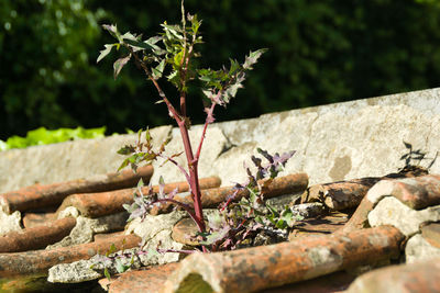 Close-up of plant growing on rock