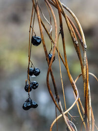 Close-up of dried plant with dew