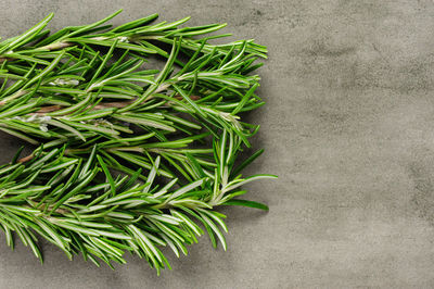 High angle view of rosemary