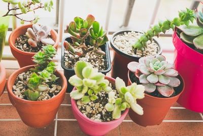 Potted plant on table