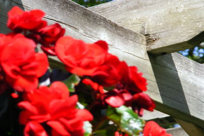 Close-up of red flowers