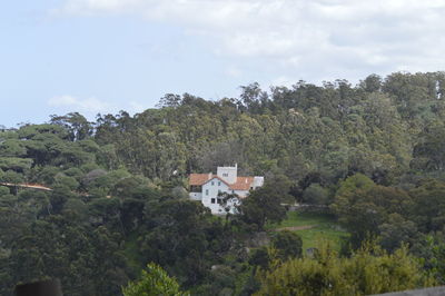 Trees and buildings against sky