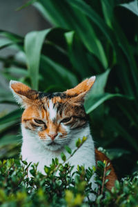 Close-up of a cat