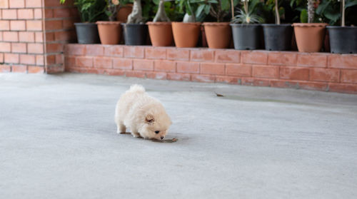 View of a dog on the wall