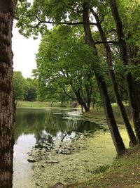 Scenic view of lake in forest