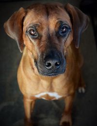 Close-up portrait of dog standing on floor