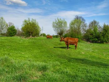 Horses grazing in a field